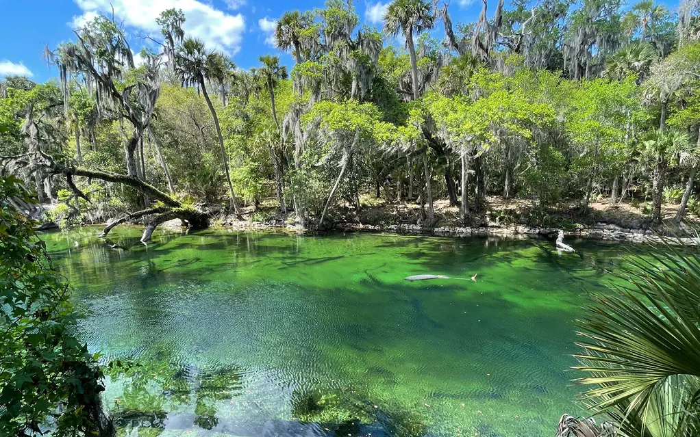 Blue Spring State Park is one of the oldest national park