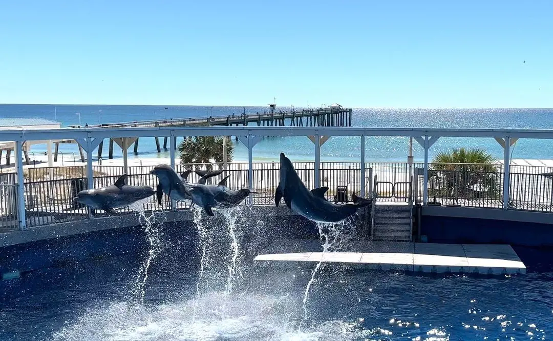 Dolphin show at  Gulfarium Marine Adventure Park