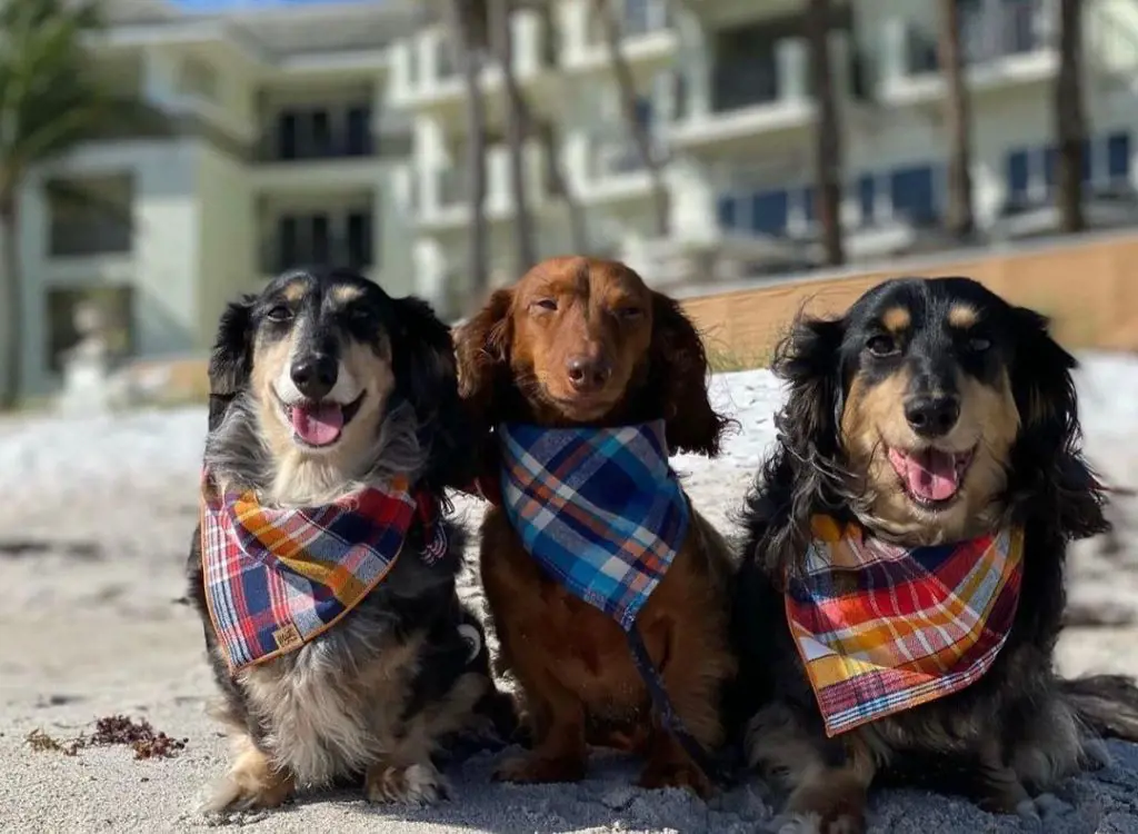 Most of the hotels in Vero beach are pet friendly