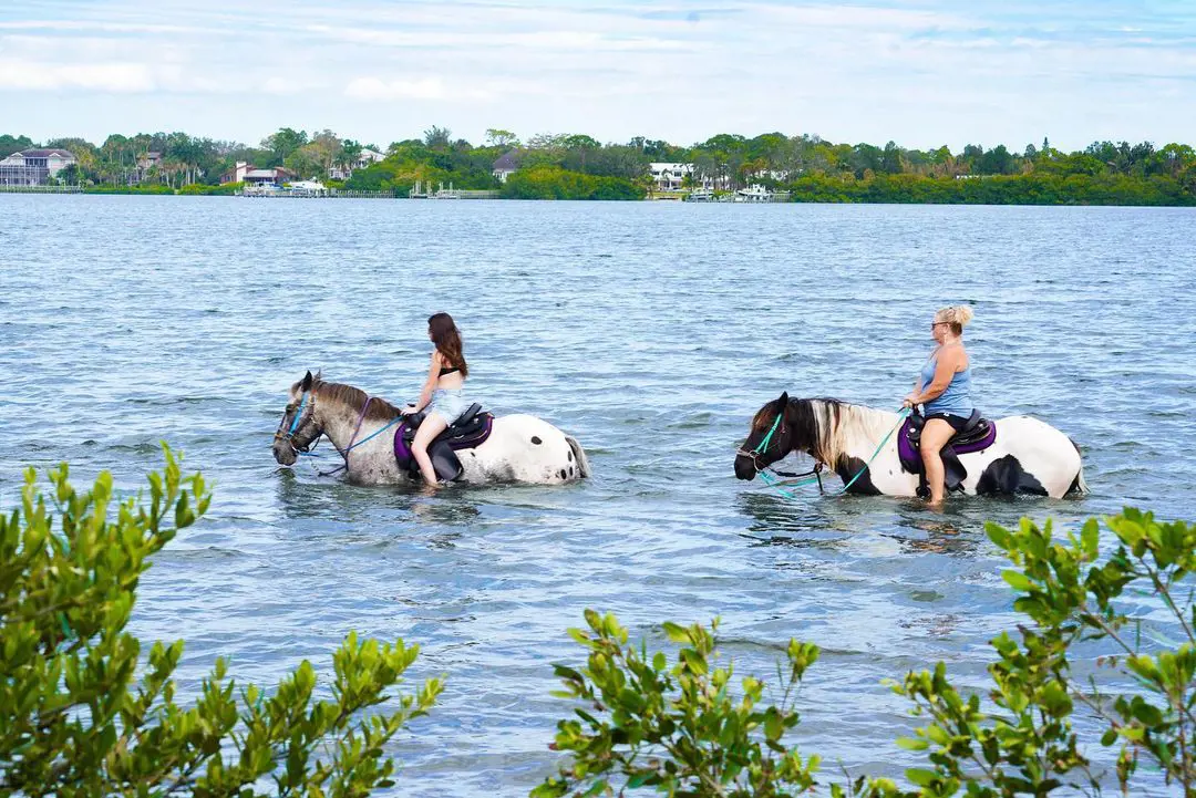 C Poinies Beach Horseback Rides is the top tour you can have while your visit to Bradenton