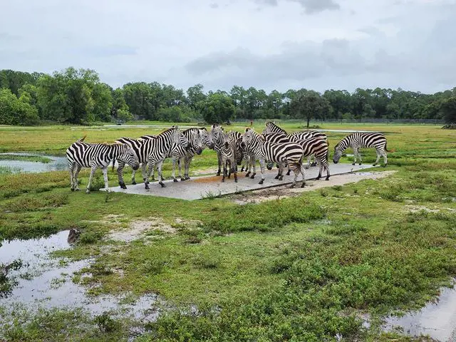 Zebra spotted during Lion Country Safari